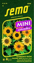 SEMO Slunečnice PACINO MIX MINI, do květináčů, výška 40 cm