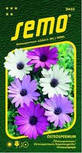 SEMO Osteospermum BALADE MIX