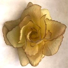 Růže látková žlutohnědá