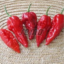 SEMO Paprika BHUT JOLOKIA RED