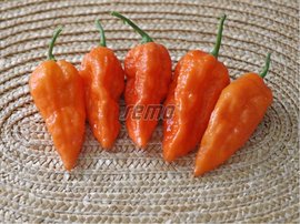 SEMO Paprika BHUT JOLOKIA ORANGE