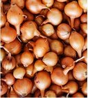 Sazeka 400 g tutgart