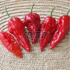 SEMO Paprika BHUT JOLOKIA RED