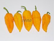 SEMO Paprika BHUT JOLOKIA YELLOW