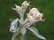 Jabloně - Padlí květy